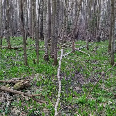 Зеленые листья черемши медвежьего лука Allium ursinum в лесу возле города  Хропине, Восточная Чехия Stock Photo | Adobe Stock