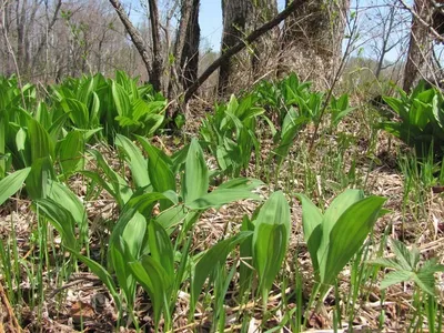 Черемша (Allium ursinum)