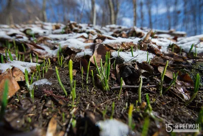 Любуйтесь первоцветами в лесу, а черемшу растите на огороде |  greenbelarus.info