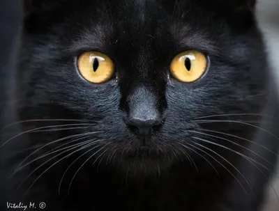 Фото черного кота с желтыми глазами фото