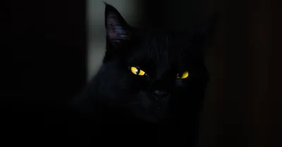 черный кот сидит на кирпичной стене с желтыми глазами, черный котенок,  кошка, кошачьих фон картинки и Фото для бесплатной загрузки