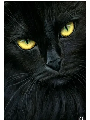 черная кошка смотрит вперед золотисто желтыми глазами, картинка черного кота,  кошка, кошка Кошка фон картинки и Фото для бесплатной загрузки