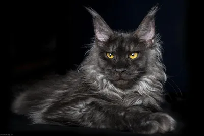 Показана картина черного кота с желтыми глазами. | Премиум Фото