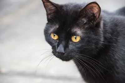 Фото черного кота с желтыми глазами | Премиум Фото