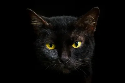 Черный пушистый кот с желтыми глазами Стоковое Изображение - изображение  насчитывающей красивейшее, зловеще: 145684479