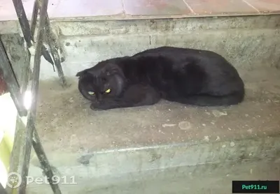 Заговорённый: история чёрного кота, который приносил удачу себе и другим |  Зверомедиа: рассказы о животных | Дзен
