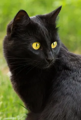 черная кошка с желтыми глазами в лесу, черная кошка вид спереди, Hd  фотография фото, кошка фон картинки и Фото для бесплатной загрузки