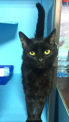 Отдам кота чисто черный с желтыми глазками: Бесплатно - Кошки Бесагаш на Olx