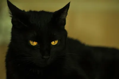 Черные коты с желтыми глазами порода - картинки и фото koshka.top