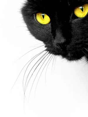 Пропал черный кот Тимофей, ул. Сайкина, Москва | Pet911.ru