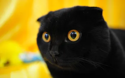 Черный кот с желтыми глазами на черном фоне Стоковое Изображение -  изображение насчитывающей ухищренно, развилки: 169495657