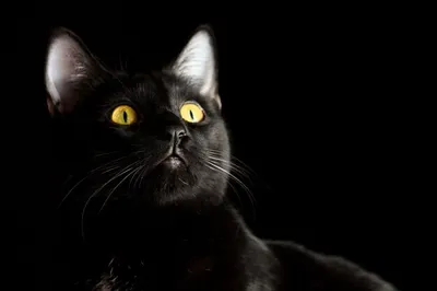 Мягкая игрушка котенок черный из меха норки Любомур с голубыми  глазамиКупить мягкая игрушка котенок черный из меха норки любомур с  голубыми глазами онлайн