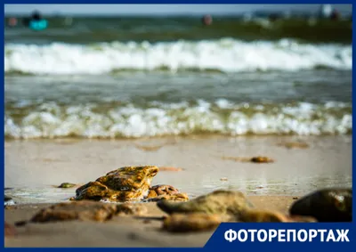 Экологи рассказали о последствиях разлива нефти в Черном море - РИА  Новости, 12.08.2021