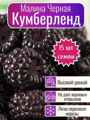 Линия Трех Черной Малины, Изолированных На Белом Фоне, Как Элемент Дизайна  Упаковки Фотография, картинки, изображения и сток-фотография без роялти.  Image 31391098