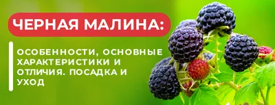 Малина ремонтантная Heban (Black Polka) блек полка