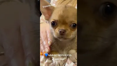 Дрессировка и воспитание 🐕 чихуахуа в домашних условиях