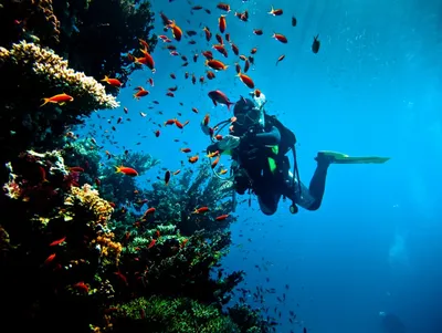 Профессиональное подводное плавание с аквалангом в лучших местах Красного  моря.