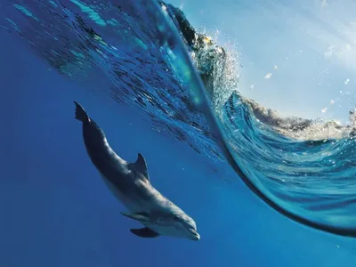Фото дельфинов под водой 66 фото