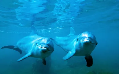 Фотообои Дельфины под водой купить на стену • Эко Обои