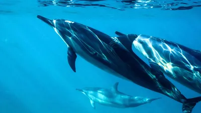 голубые дельфины под водой стоковое изображение. изображение насчитывающей  скачка - 25371207