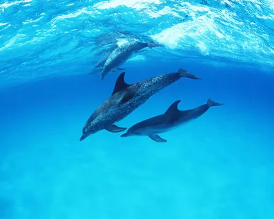 Фотообои Дельфин под водой на стену. Купить фотообои Дельфин под водой в  интернет-магазине WallArt