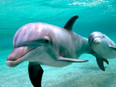Стая дельфинов под водой» — создано в Шедевруме