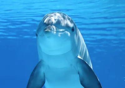 Дельфины под водой 40х50 000 Art Hobby Home 148998318 купить за 982 ₽ в  интернет-магазине Wildberries