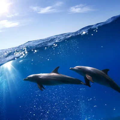 Светящиеся дельфины под водой устроили «шоу» (ВИДЕО): читать на Golos.ua