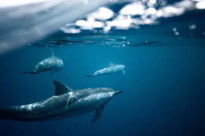 Фотография дельфинов под водой