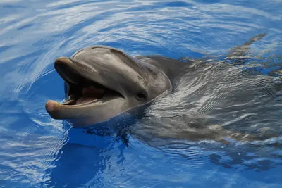 Дельфины получили устойчивость к нескольким типам антибиотиков от морской  воды