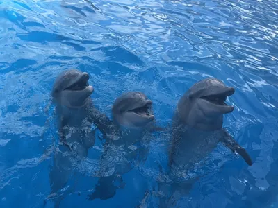 мультяшный дельфин в подводном мире в 3d, дельфин, под водой, мультфильм  дельфин фон картинки и Фото для бесплатной загрузки