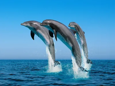 Фотообои Два дельфина под водой купить в Москве, Арт. 3-089 в  интернет-магазине, цены в Мастерфресок