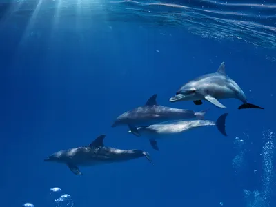 Кровавая вода: на Фарерских островах за ночь убили 1428 дельфинов  (Корреспондент, Украина) (Корреспондент, Украина) | 07.10.2022, ИноСМИ
