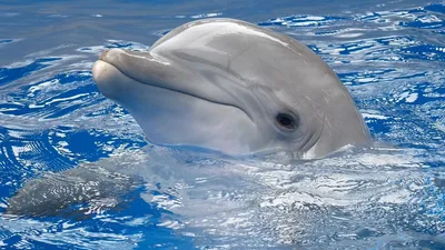 дельфины плавая под водой стоковое фото. изображение насчитывающей жизнь -  24448454