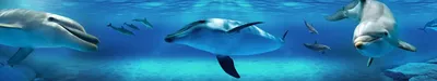 Фотообои Дельфины под водой купить в Оренбурге, Арт. 4-148 в  интернет-магазине, цены в Мастерфресок