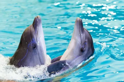 Дух скотства над водой. Часть 2. Японские дельфины редко выживают при  транспортировке. Их покупают, чтобы получить документы на животных из  Черного моря — Новая газета