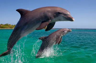 Прыжок трех дельфинов над водой. Обои с животными, картинки, фото 1600x1200