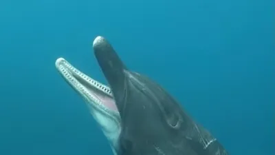 Дельфины кричат, чтобы компенсировать антропогенный шум под водой | Природа  | ERR