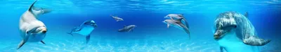 Скачать обои и картинки дельфины, стая, океан, пузыри, под водой, свет,  блики для рабочего стола в разрешении 4000x3000