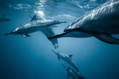 Дельфины Морская Жизнь Рыба В Воде - Бесплатное фото на Pixabay - Pixabay