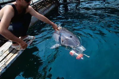 Фотообои Дельфин прыгает из воды на стену. Купить фотообои Дельфин прыгает  из воды в интернет-магазине WallArt