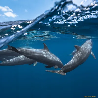 Скинали №6295 - Дельфины под водой - фартук из стекла в Минске