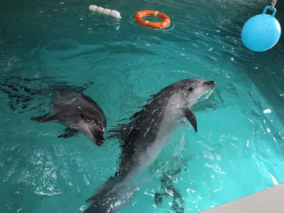 В бразильской Амазонии массово погибают дельфины из-за засухи