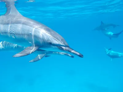 Как утоляют жажду киты и дельфины? (3 фото) » Невседома