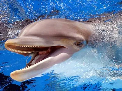 Дельфины В Голубой Воде — стоковые фотографии и другие картинки  Атлантический Spotted Дельфин - Атлантический Spotted Дельфин, Афалина, Два  животных - iStock