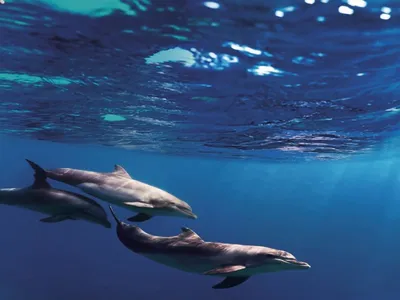 Пазл «Дельфины под водой» (B-51014) 500 элементов купить в Нижнем Новгороде