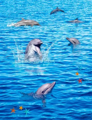 Совсем не милые животные! Зачем дельфины нападают на людей в воде |  TechInsider | Дзен