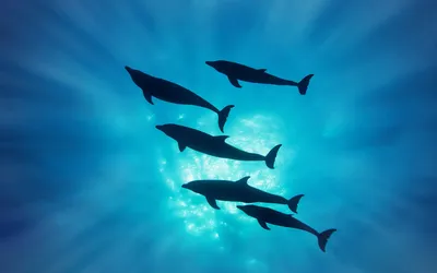Пара дельфинов танцует в голубой воде - онлайн-пазл