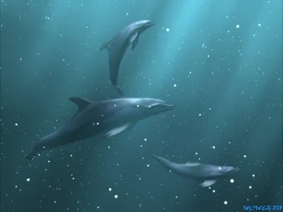 Дельфины над водой, сине-зеленое …» — создано в Шедевруме