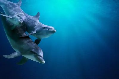 Как приманить дельфинов | Пикабу